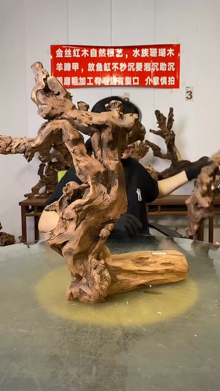 香榧木时**阳金丝红木   羊蹄甲