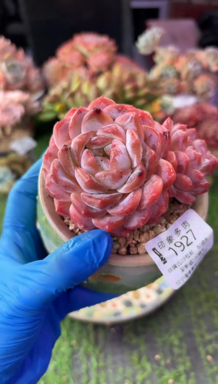 昆明印象多肉1927