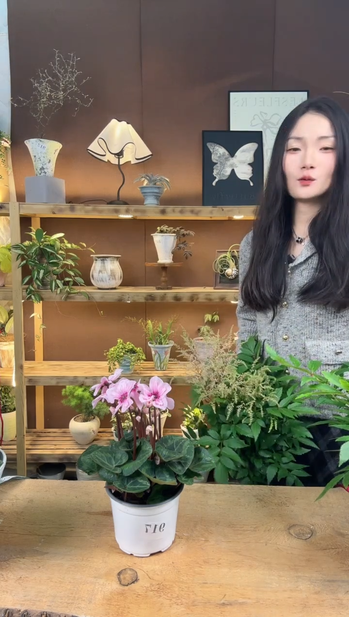 无花朵917幻雅育苗盆