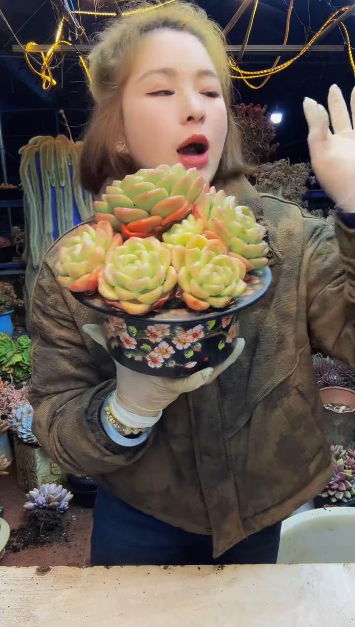 冰玉大群脱土包邮