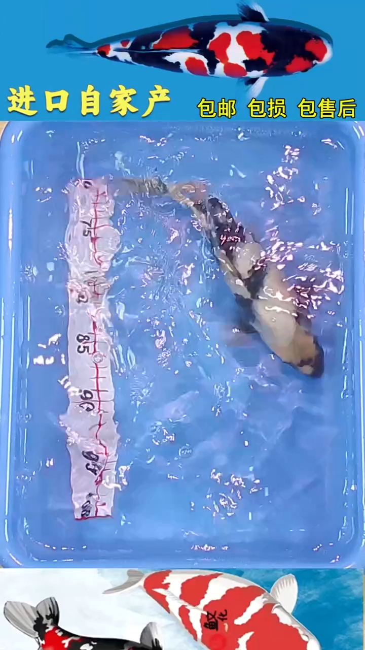 锦鲤悦鲤阁2025/12/26--43