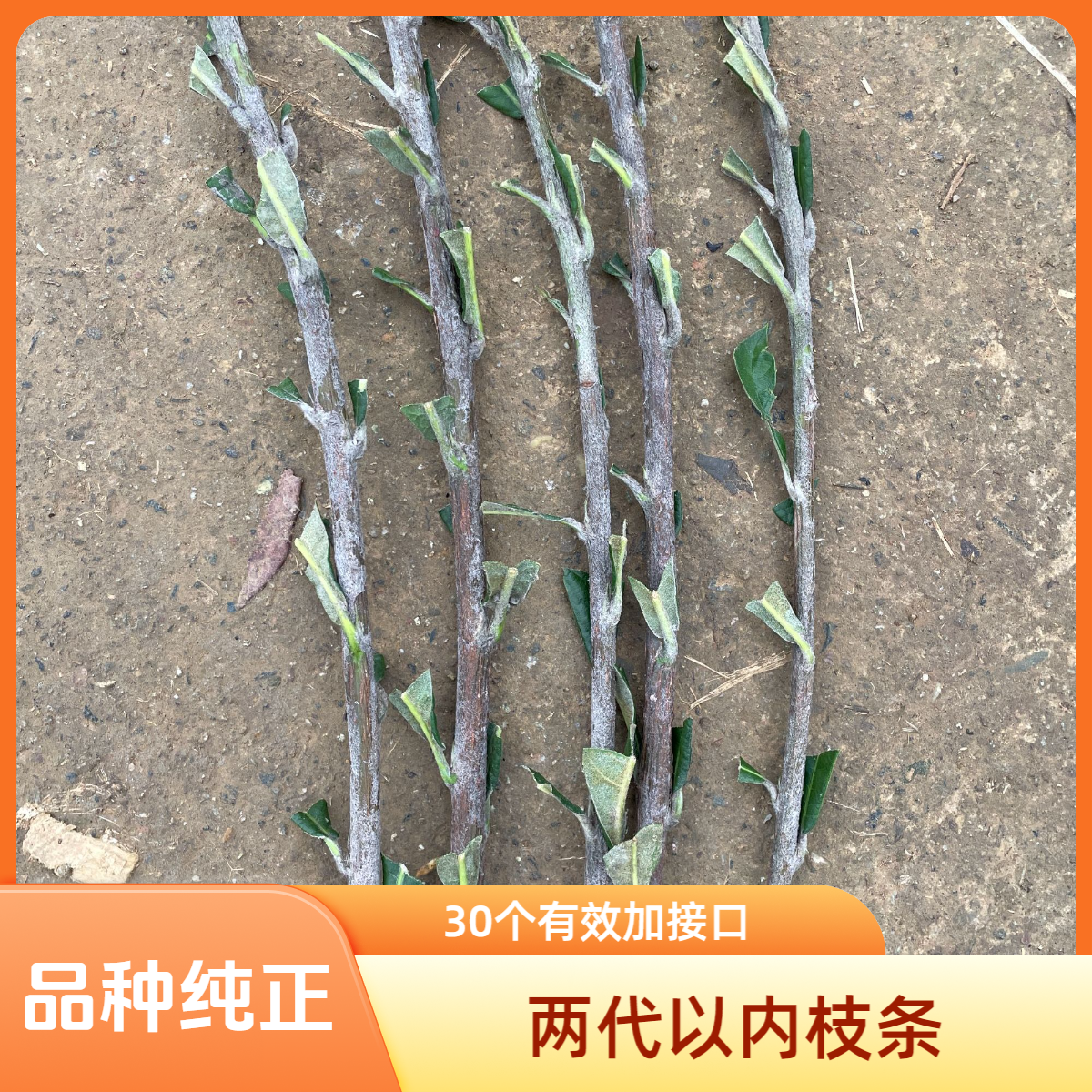 2代以内枇杷橞条新品种四川农大培育全国劳模苗圃直发庭院枇杷树