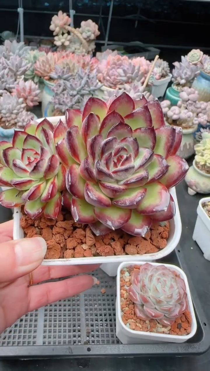 【闪购商品】7783灵隐