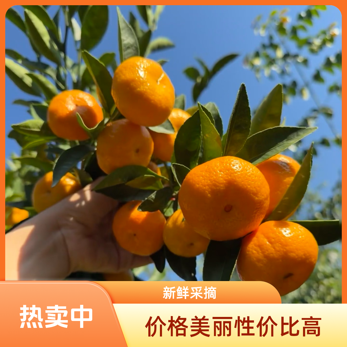 正宗南丰蜜橘皮薄汁多果肉饱满新鲜采摘
