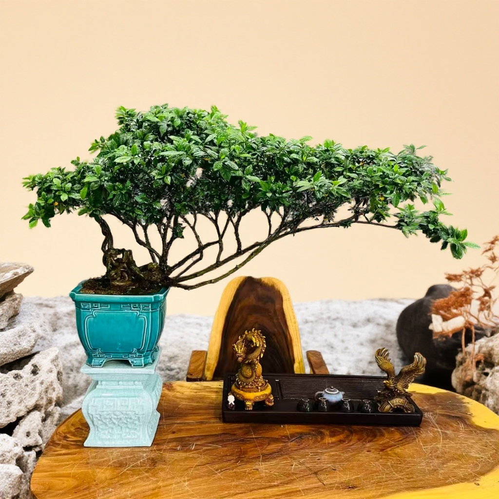 老桩提根海岛栀子花意境盆景室内好养岭南名树盆栽