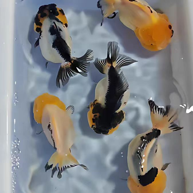 001-100号直播间 一码一拍锦鲤鱼观赏鱼金鱼