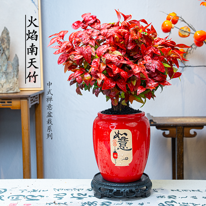 {火焰南天竹}盆栽红红火火室内外耐寒四季观叶好养花卉绿植盆景