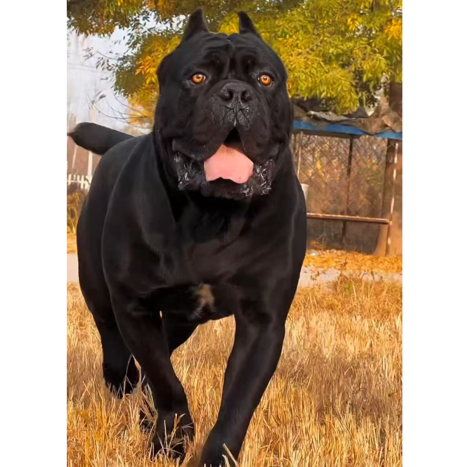 新（宝哥家庭伴侣护卫犬卡斯罗）狗狗活体
