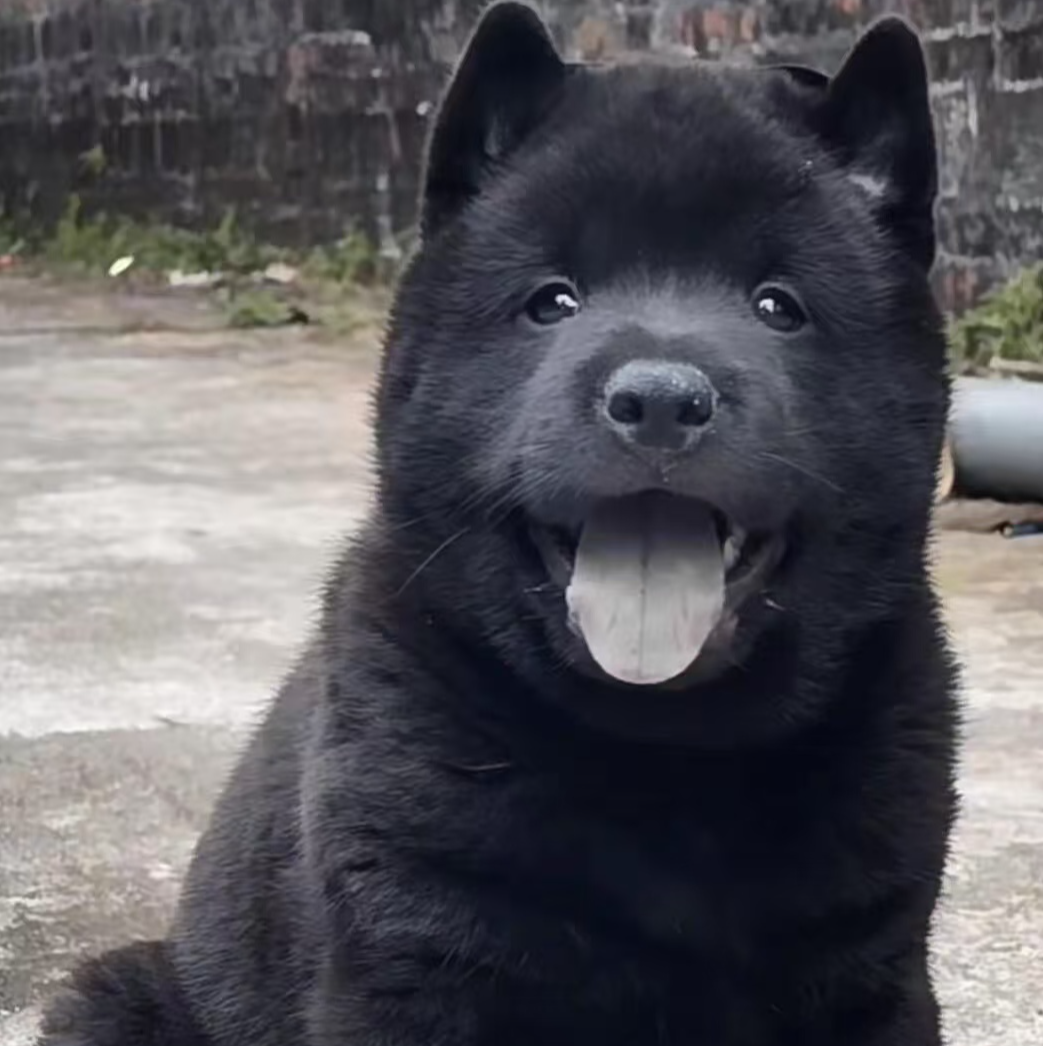 纯种正宗五黑犬看家狩猎犬