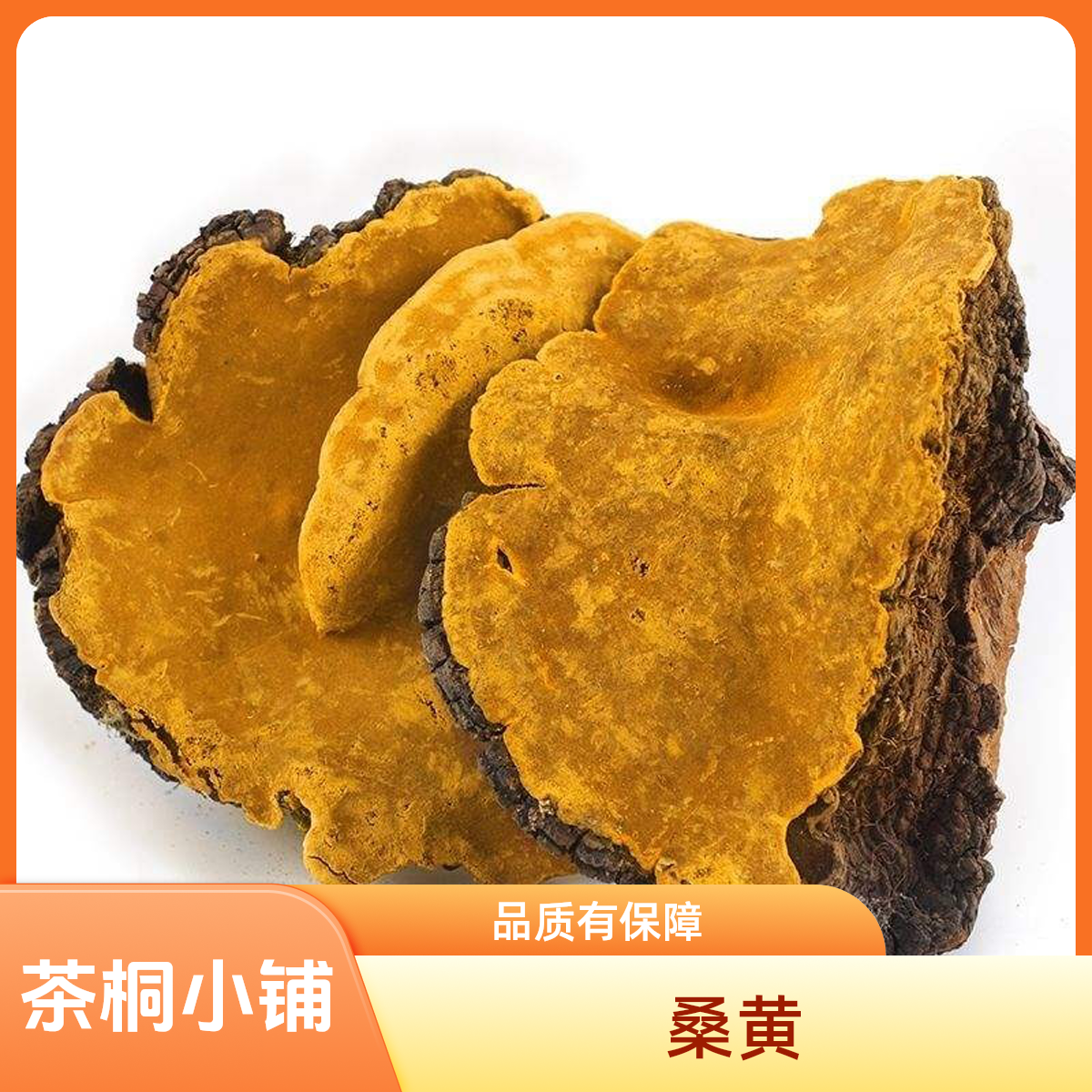 茶桐小铺【桑黄】正品新疆桑黄切块桑黄片干货营养滋补养生必备