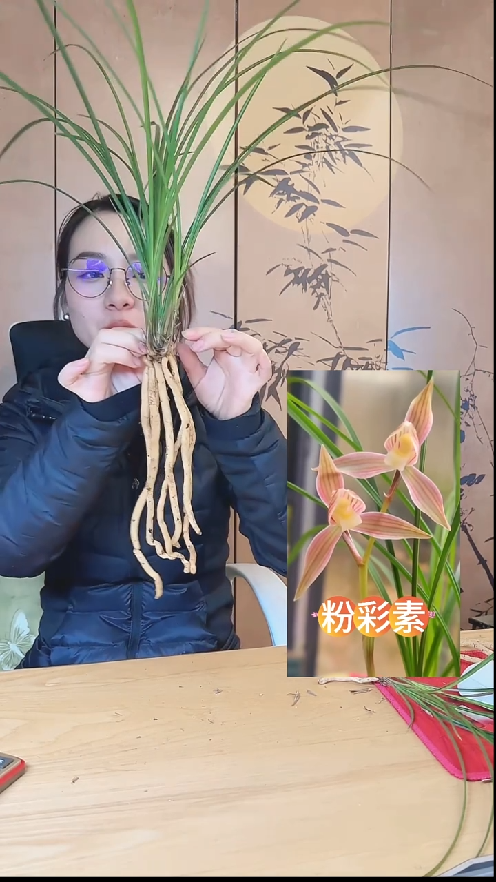 当前无花栽培后可以开花：粉彩素