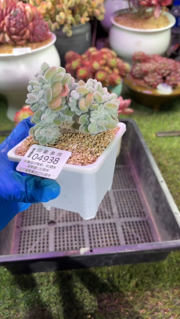 【闪购商品】04938