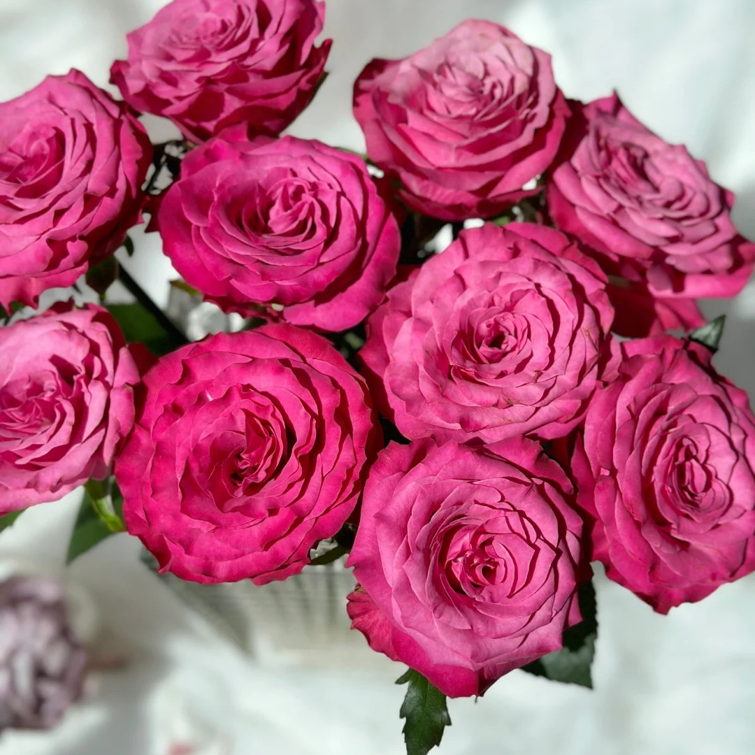 【蓝调】波浪卷边玫瑰   5℃以下地区必拍保温棉 不拍冻坏不售后