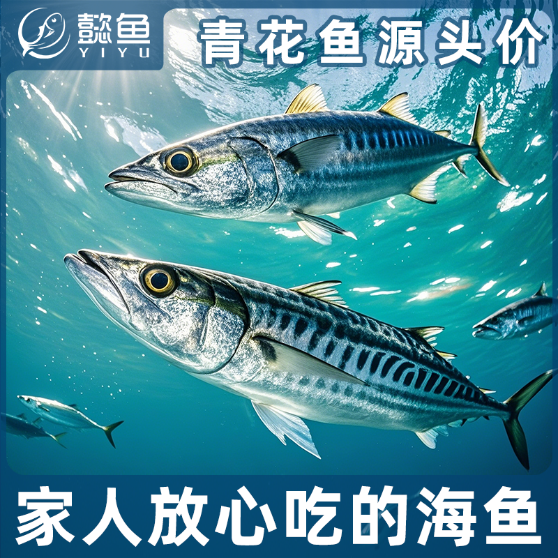 【南海野生鲭鱼青花鱼】供港海鲜纯净海域花仙鱼健身高蛋白轻脂生鲜