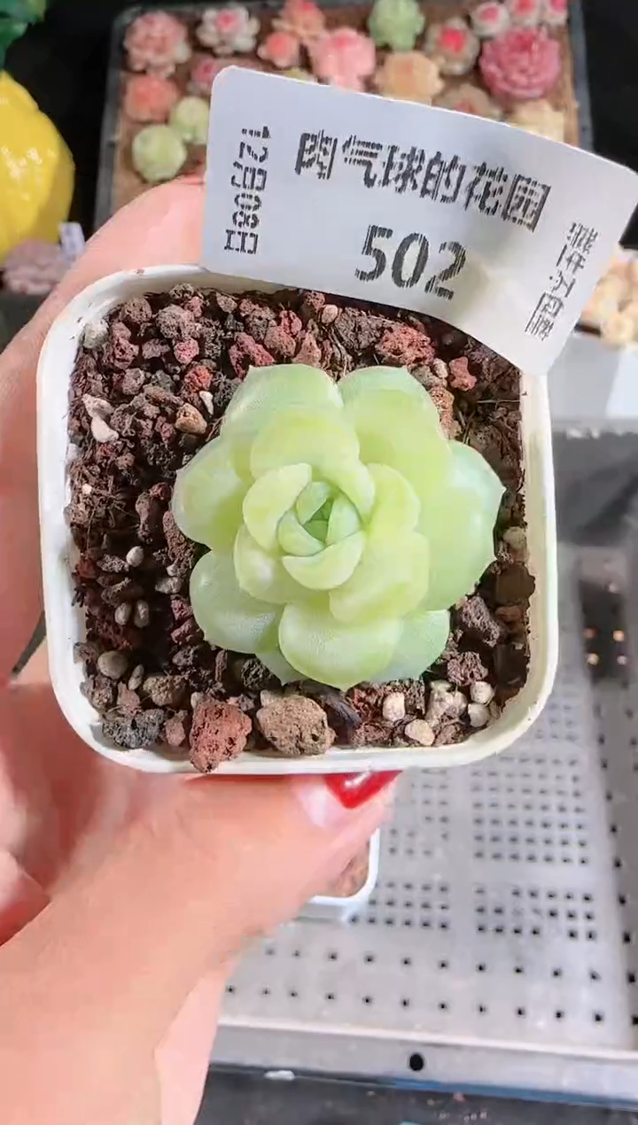 1208-502玉瑶多肉群生不包整