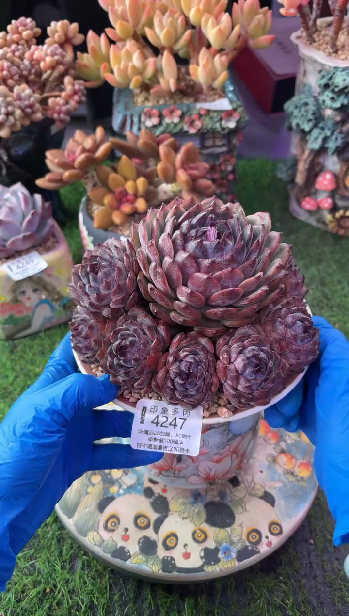 昆明印象多肉4247