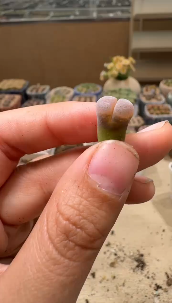 6-148多肉植物肉锥