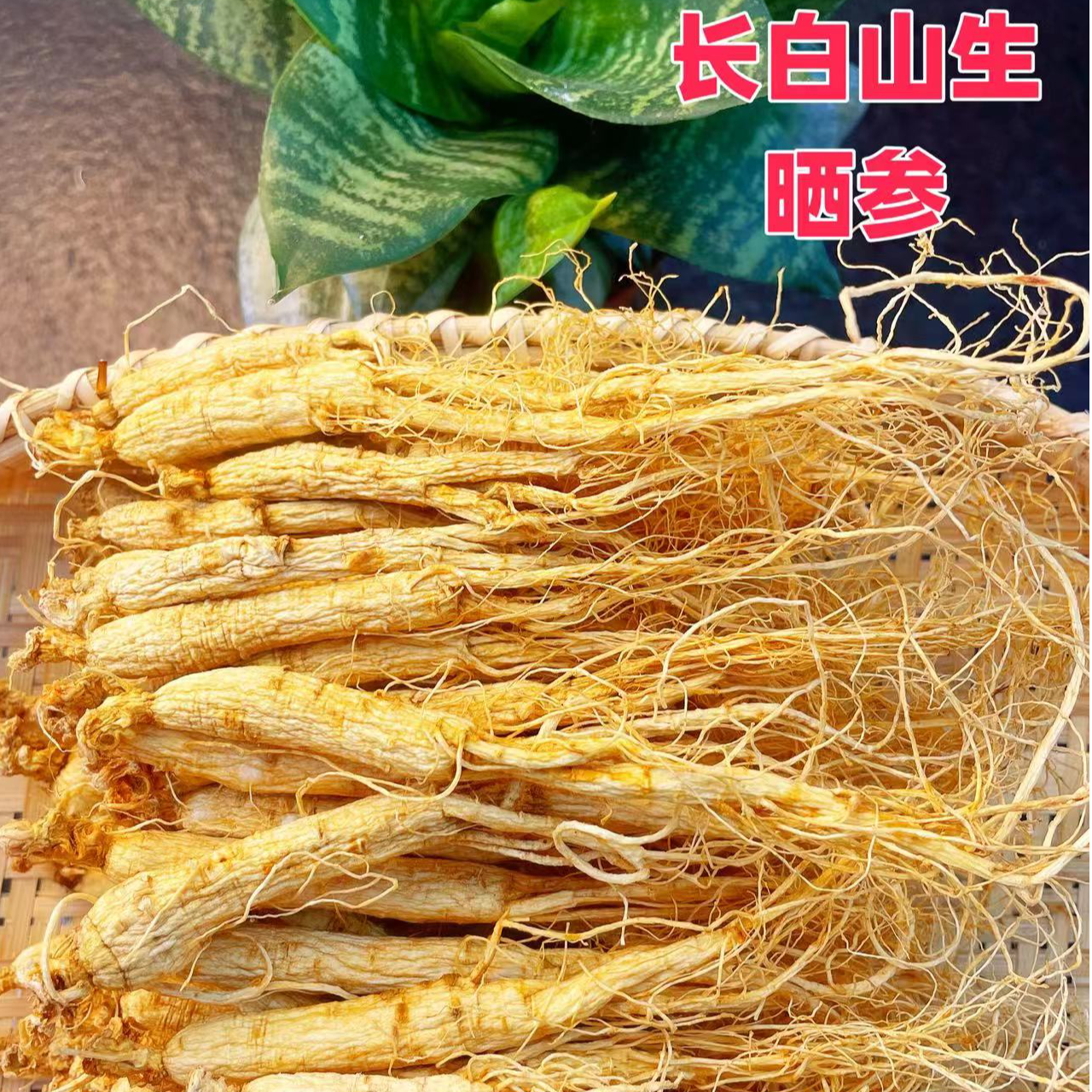 聪慧童年人参长白山生晒参人参长白山人参