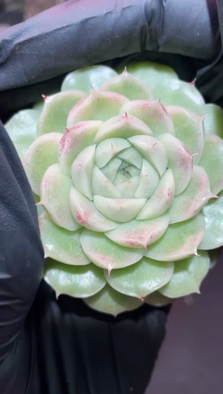 闪购871 花朵果冻翡多肉一颗  