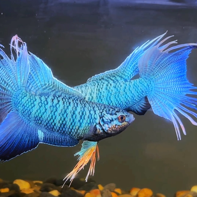 鱼饲料好养耐活冷水小型观赏鱼免打氧可混养新手