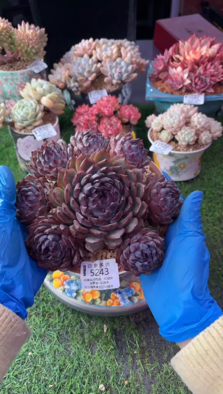 昆明印象多肉5243