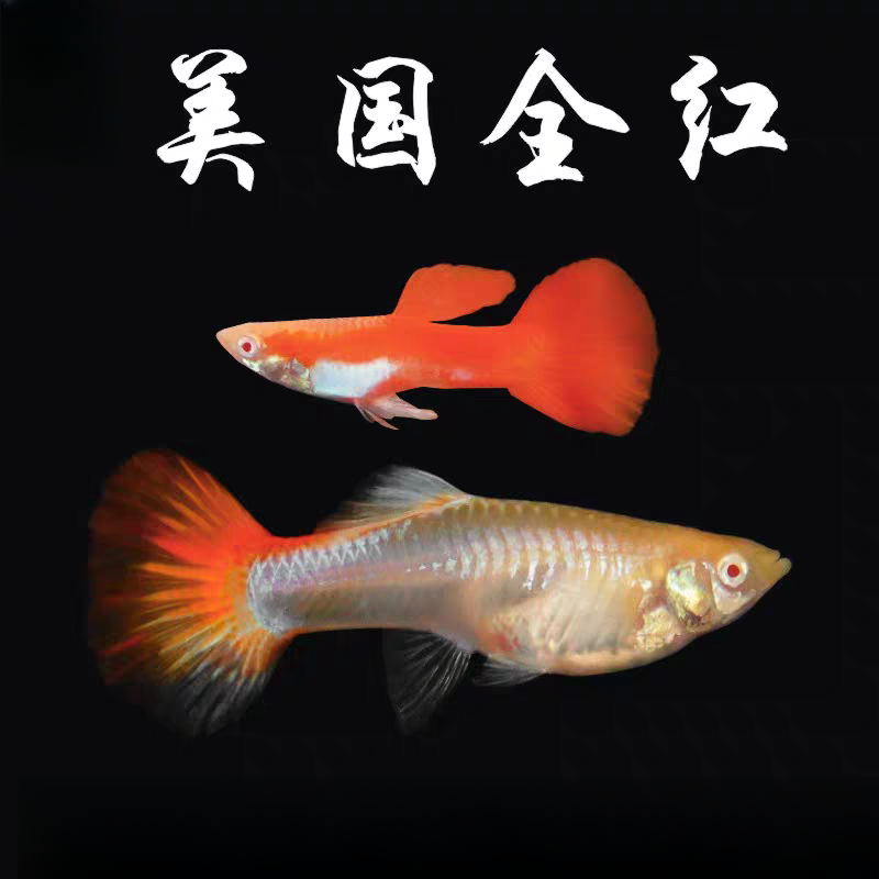 【美国全红】4条+2条备损纯种孔雀鱼新手小白好养易繁殖小热带鱼