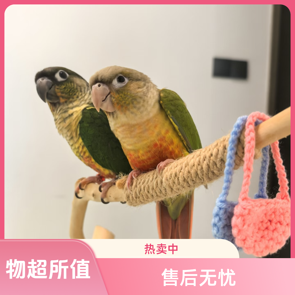 宠物手养活体鹦鹉雏鸟学技能的可互动的小鸟宝