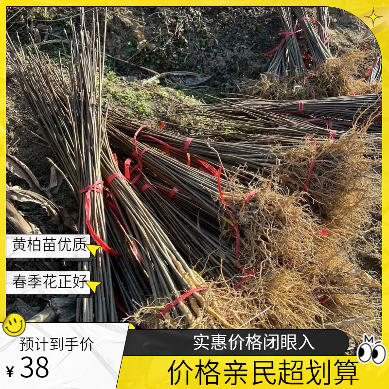 厚皮川黄柏苗  大叶红筋川黄柏苗  贵州厚皮川黄柏苗优质种植之选