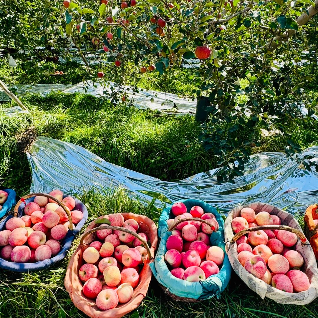 新疆阿克苏冰糖心苹果带箱5斤/85-90果(净果4.5斤）【好东西】