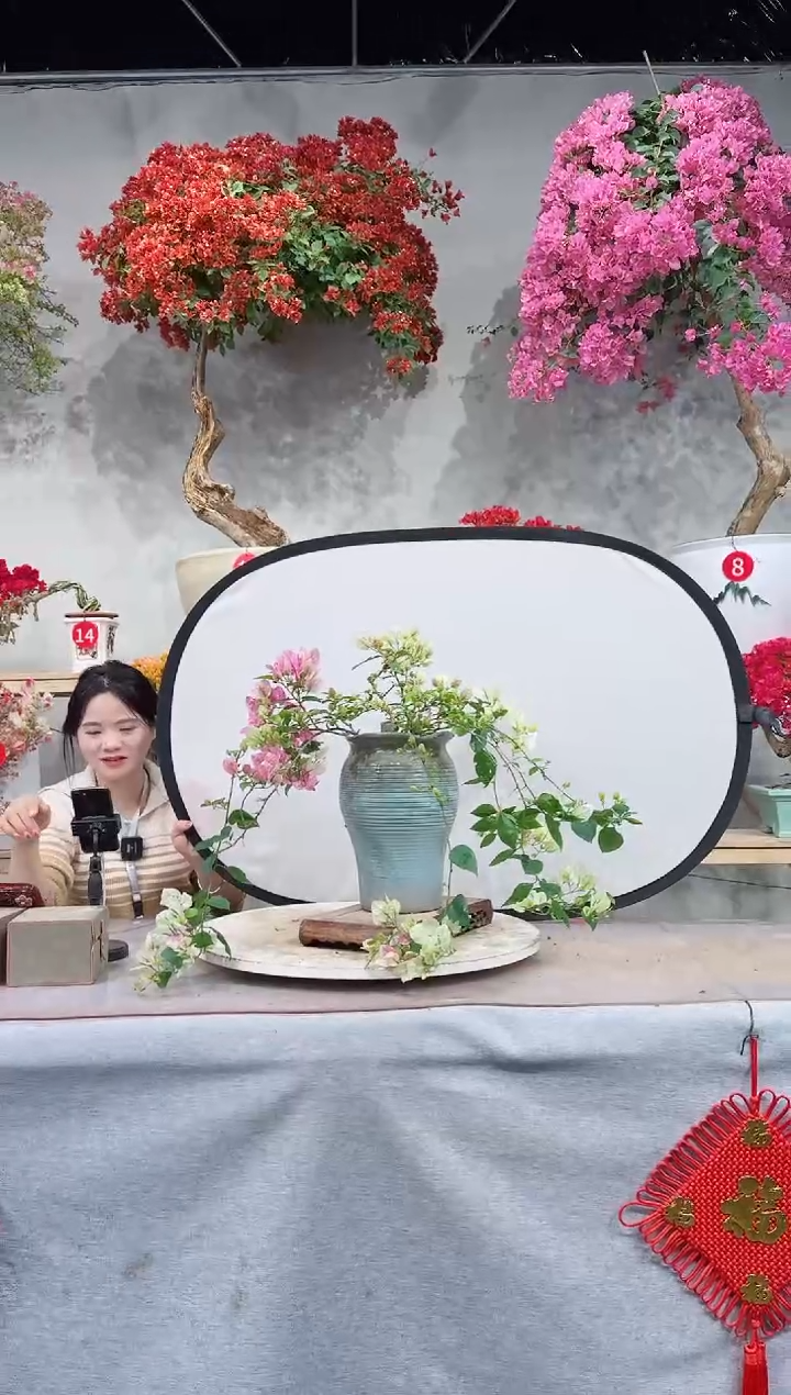 【闪购商品】盆景广红樱
