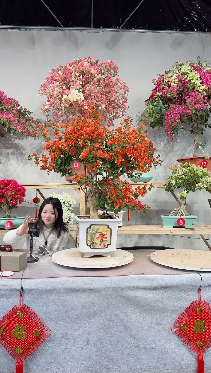 【闪购商品】盆景爱马仕橙