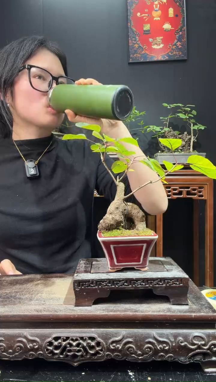 完全开放黄栌000