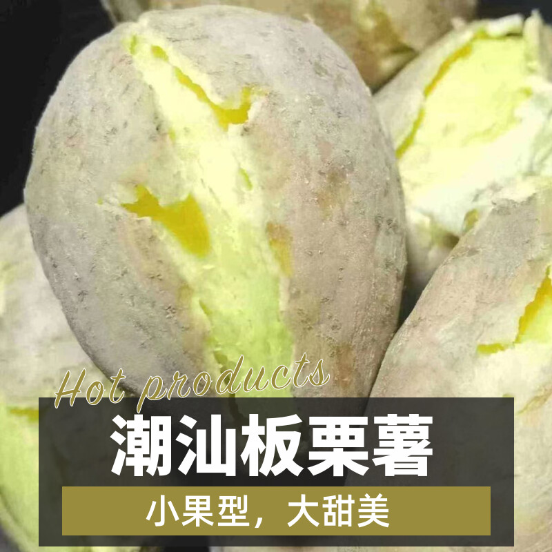 广东潮汕白皮黄心鸡蛋黄板栗红薯新鲜现挖沙地农家种植产地直销