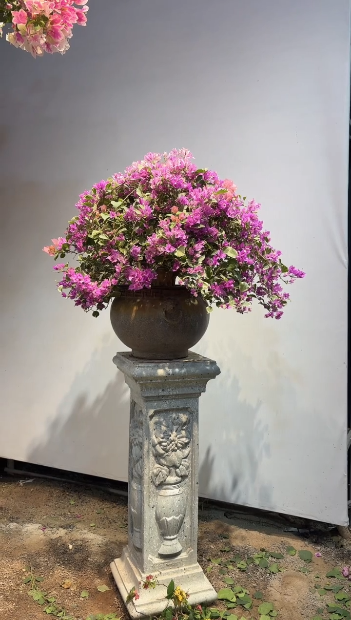 以实际为准阿*-三角梅25