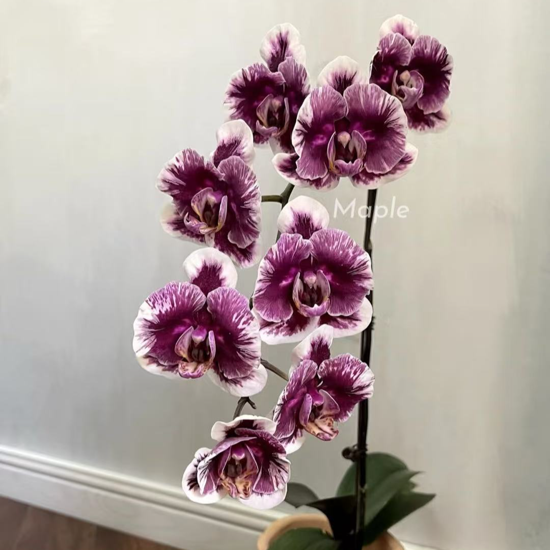 《巫毒娃娃》2.8寸杯【苗小，嫌小勿拍】蝴蝶兰不带剑