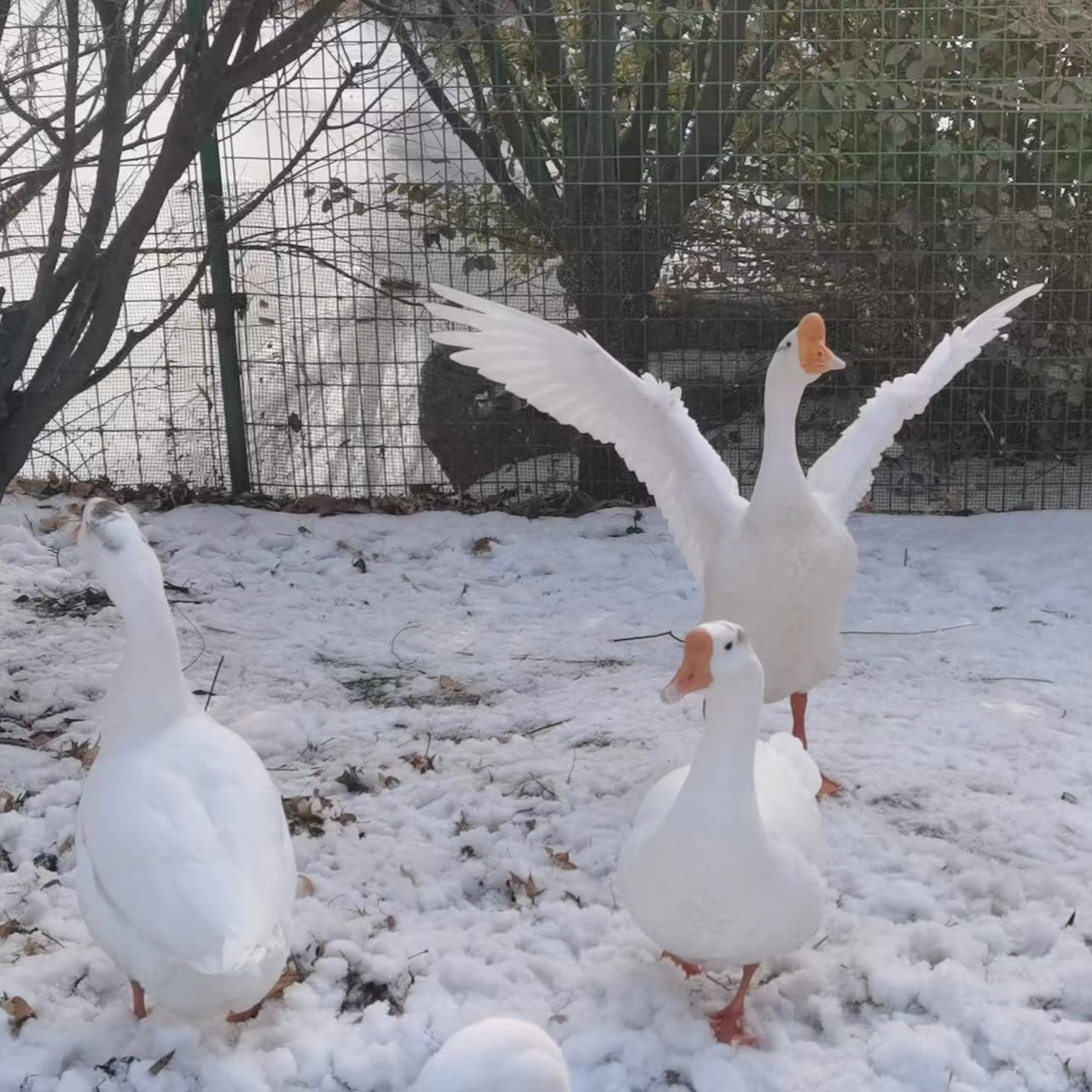 散养200天左右东北雪地溜达鹅顺丰包邮带心肝胗