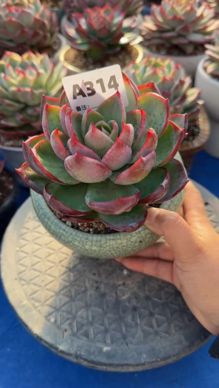 【闪购商品】A314惊鸿仙子（裸根发货）