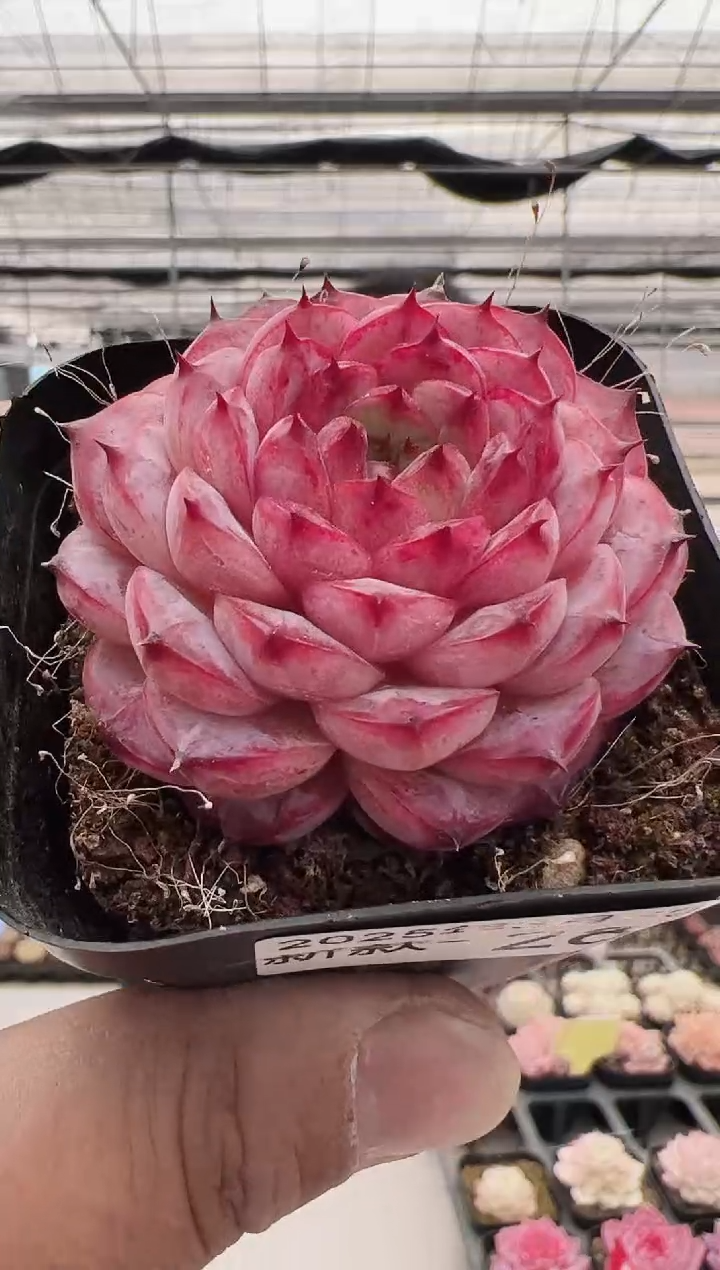 新款多肉------28