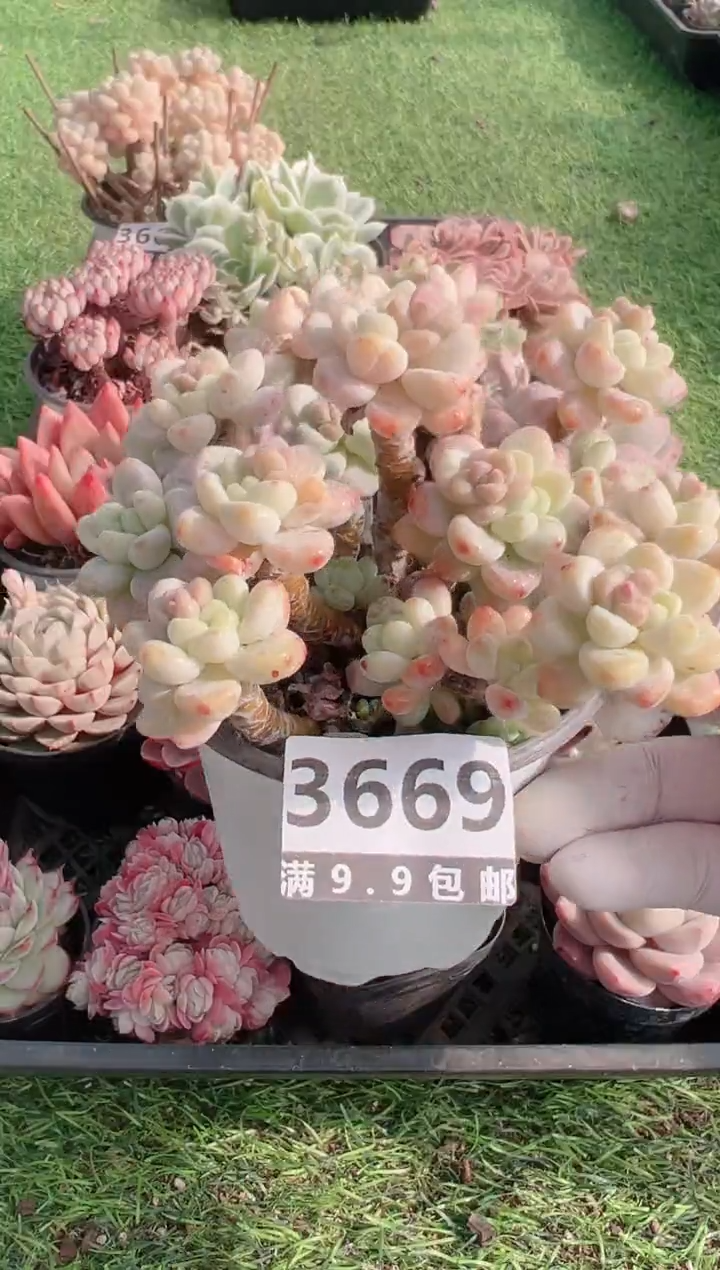 【闪购商品】信福多肉一物一拍