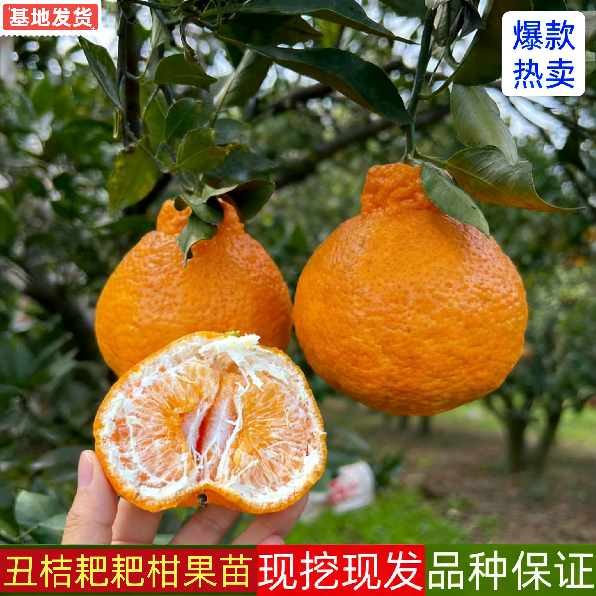 春见耙耙柑果树树苗正宗四川嫁接丑橘苗当年结果南方水果庭院树苗