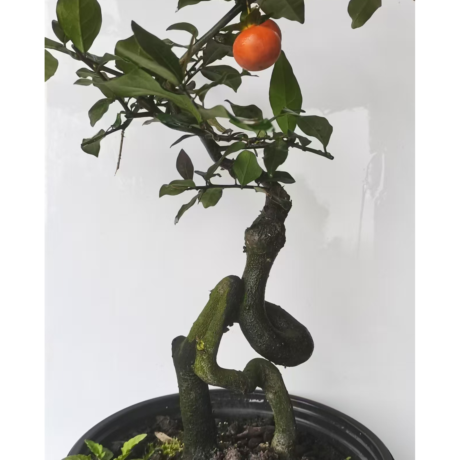 金弹子盆景绿植直播间精品素材