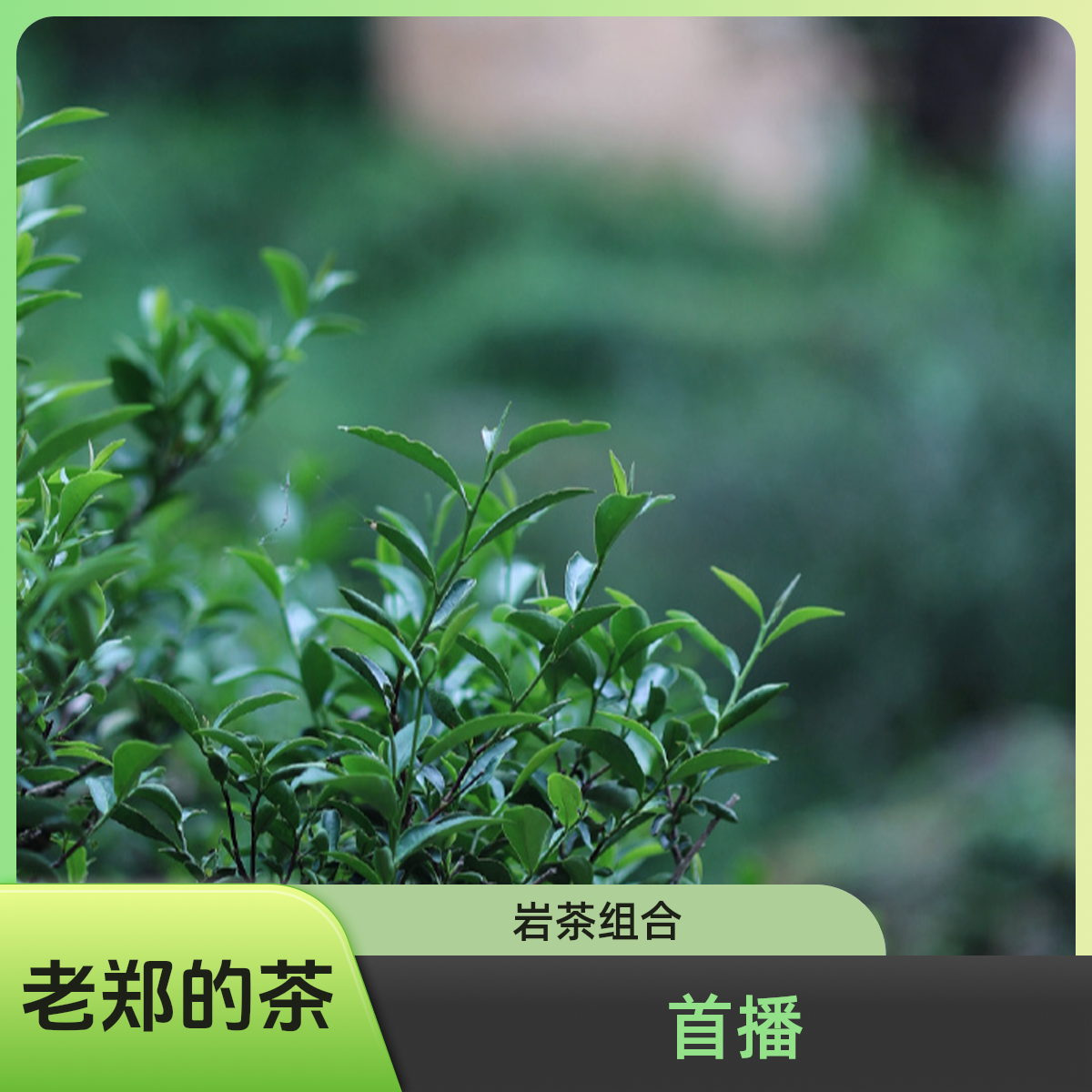1:1 还原 1本茶 限定茶 武夷岩茶乌龙茶