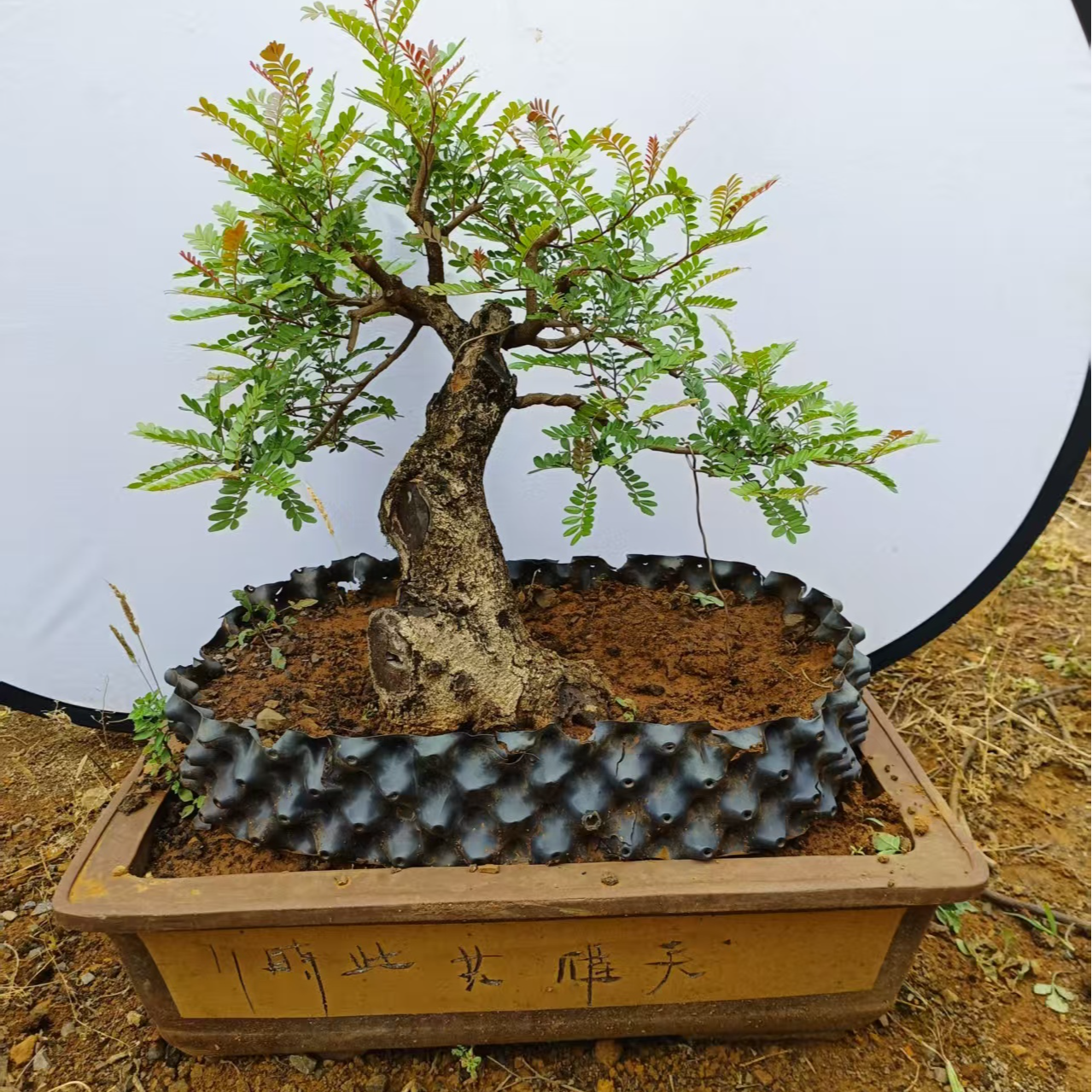 清香木盆景培植养护基地直发