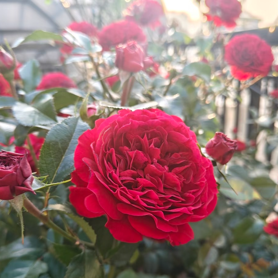 【波尔多红酒】灌木月季  红色大花四季开花阳台庭院种植