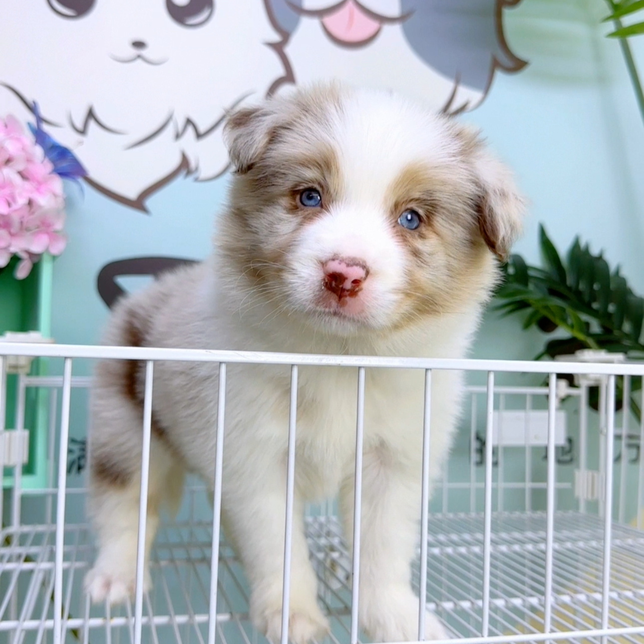 奶思家-陨石边牧母可爱妹妹01021010边境牧羊犬