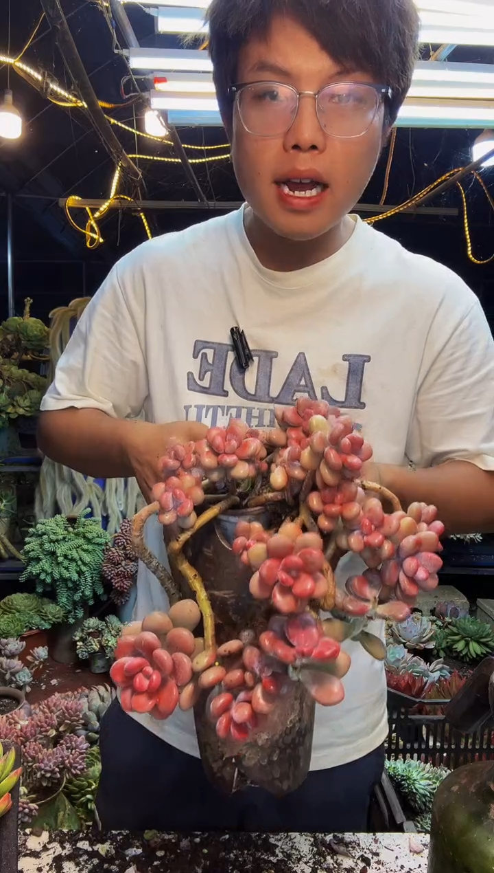 过***光桃蛋2颗，新疆物流自理