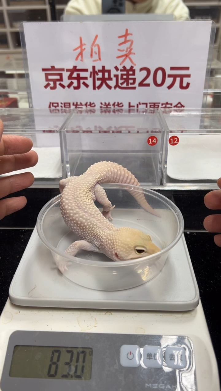 豹纹守宫000000000000