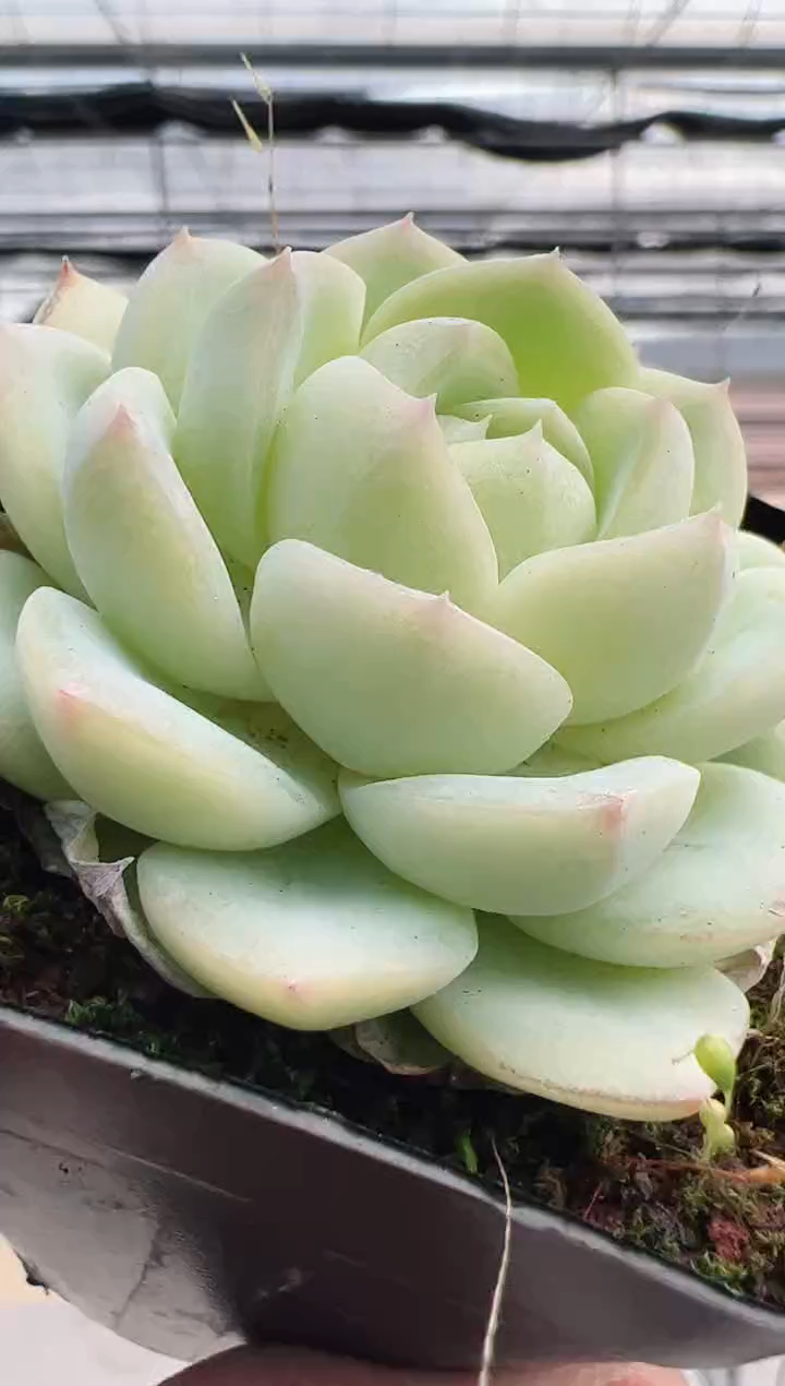 【闪购商品】新款多肉-113