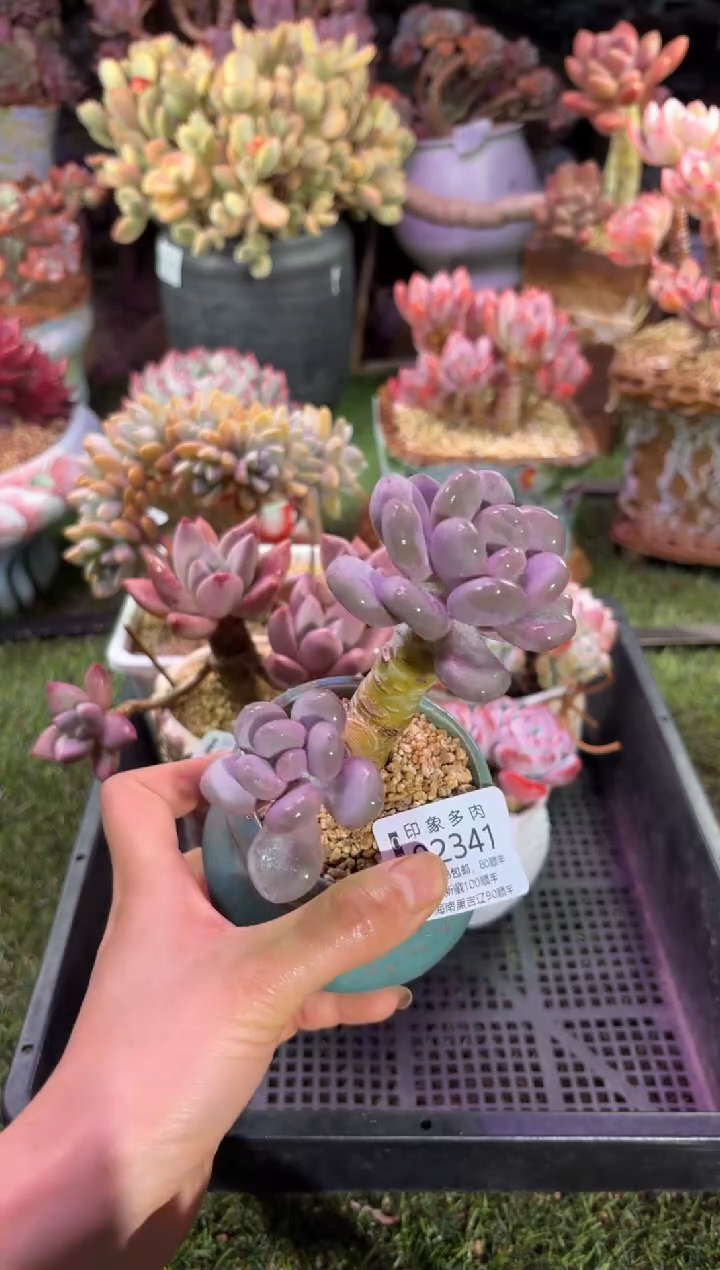 【闪购商品】02341