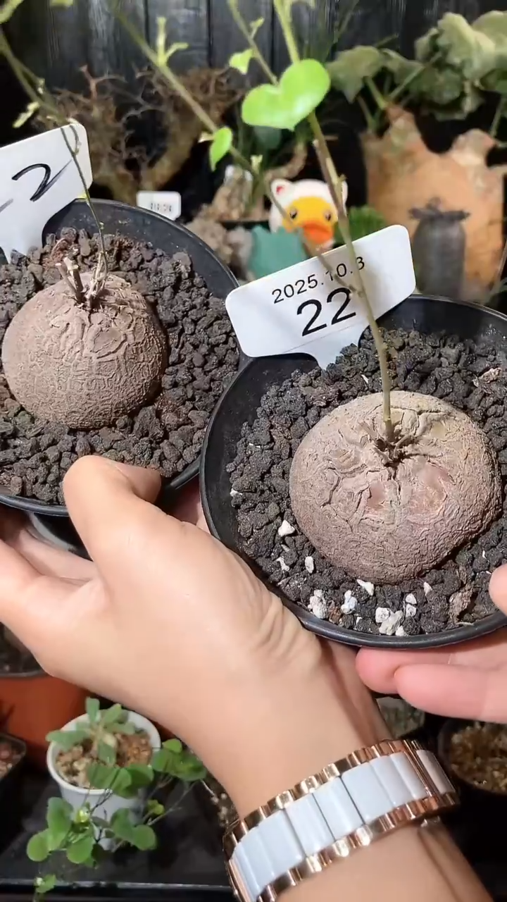 22号1003福利南非龟甲龙买1个送1个